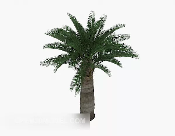 Palm Tree Low Plant 3d model