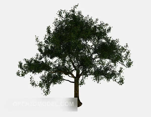 Park Tree Nature Plant 3d model Park Tree Nature Plant 3d model