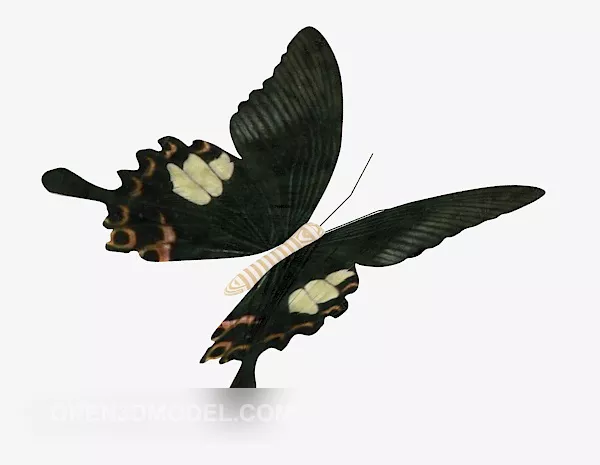 Beautiful Butterfly Realistic 3d model Beautiful Butterfly Realistic 3d model