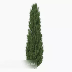 Garden Pine Plant Tree 3d model