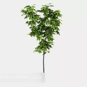 Plant Sapling Tree 3d model