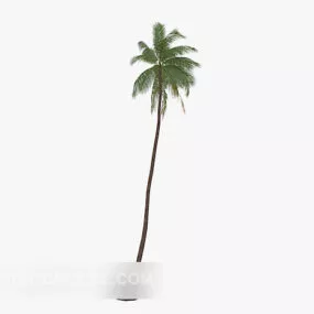 Coconut Tree Plant 3d model