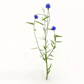 Popular Wild Plants 3d model