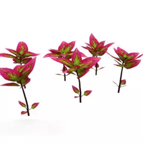 Red Leaf Outdoor Plant 3d model