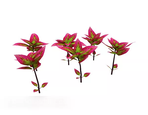 Red Leaf Outdoor Plant 3d model Red Leaf Outdoor Plant 3d model