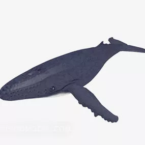 Big Whale Animal 3d model