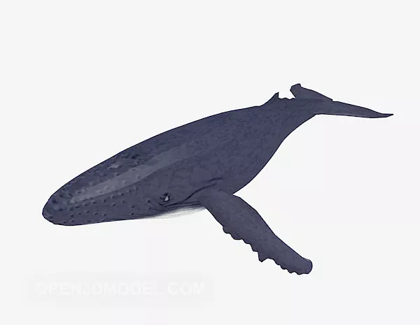 Big Whale Animal 3d model Big Whale Animal 3d model