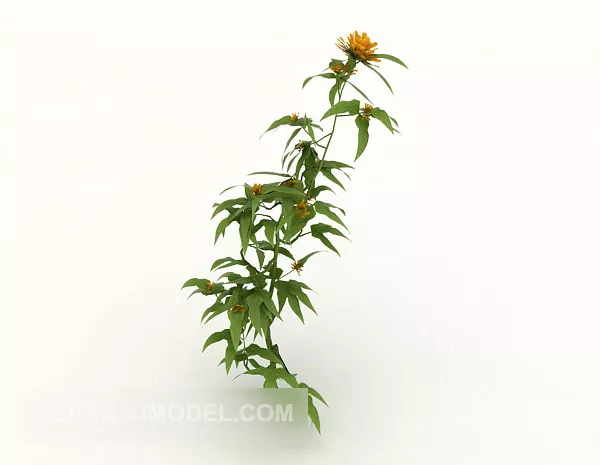 Single Chrysanthemum Plant 3d model Single Chrysanthemum Plant 3d model