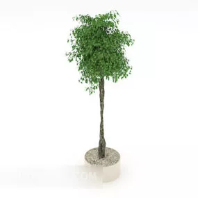 Japan Verdant Green Bonsai 3d model