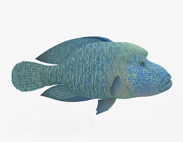 Sel Sea Fish 3d model