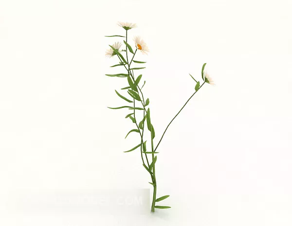 White Chrysanthemum 3d model White Chrysanthemum 3d model