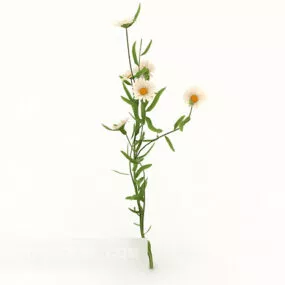 White Wild Chrysanthemum Plant 3d model