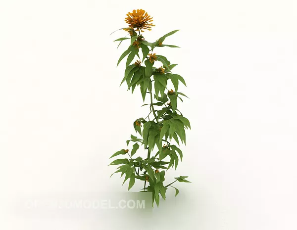 Wild Chrysanthemum 3d model Wild Chrysanthemum 3d model