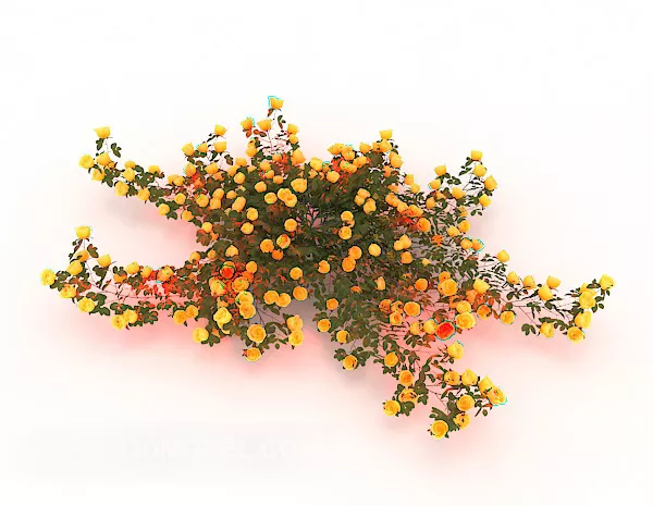 Rose Flower 3d model