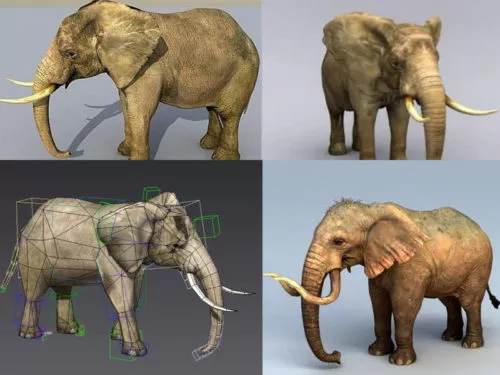 10 Realistic Elephant 3d Models Collection