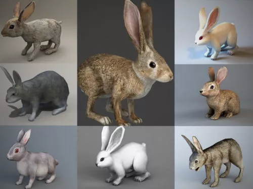 10 Realistic Rabbit 3D Models Collection