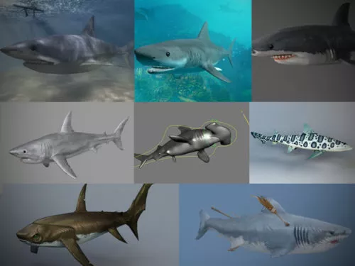 15 Realistic Animal Shark 3D Models Collection