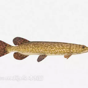 Brown River Fish 3d model