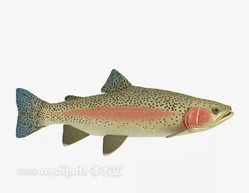 River Carp Fish 3d model