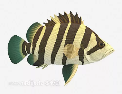 Deep Sea Fish 3d model