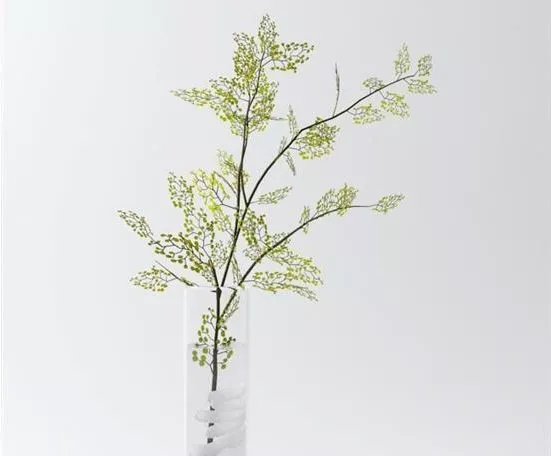 Grape Leaf 3d model