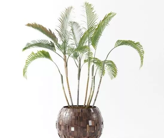 Indoor And Outdoor Pot Plant 3d model Indoor And Outdoor Pot Plant 3d model