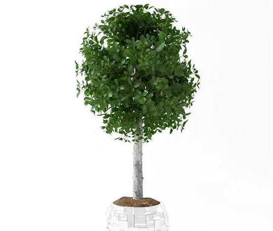 Indoor Green Plant Hedge Potted 3d model Indoor Green Plant Hedge Potted 3d model