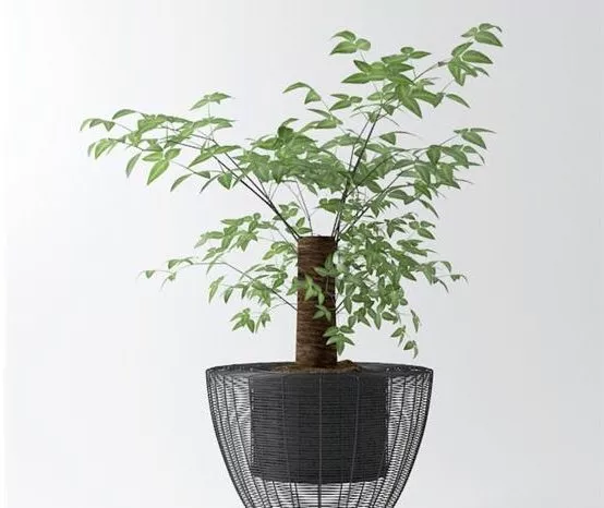 Indoor Bonsai Tree Decoration 3d model Indoor Bonsai Tree Decoration 3d model