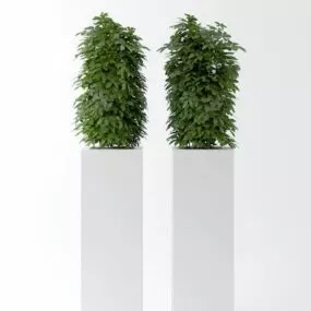 Indoor Potted Plant Minimalist Style 3d model