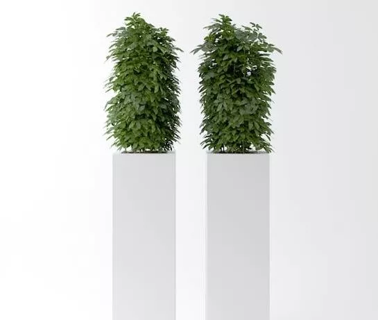 Indoor Potted Plant Minimalist Style 3d model Indoor Potted Plant Minimalist Style 3d model