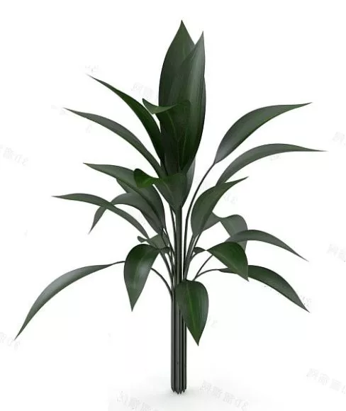 Indoor Big Leaf Plant Tree 3d model Indoor Big Leaf Plant Tree 3d model