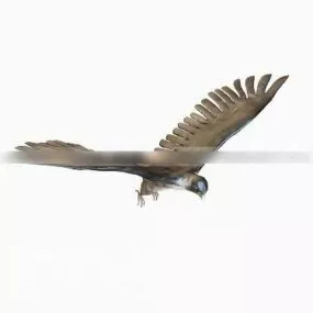 Sea Eagle 3d model