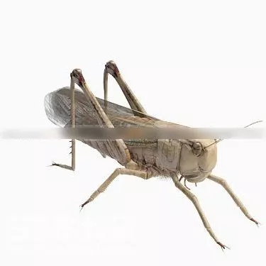 Wild Cricket Animal 3d model Wild Cricket Animal 3d model