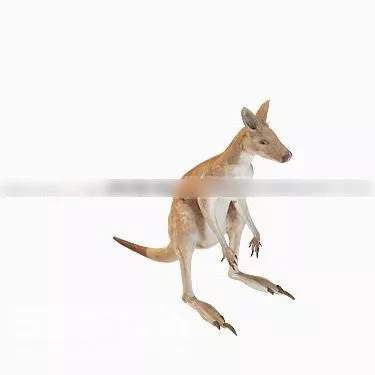 Kangaroo Australian Animal 3d model Kangaroo Australian Animal 3d model