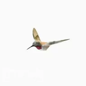 Kingfisher 3d model