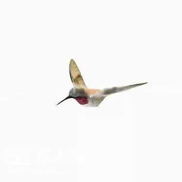 Kingfisher 3d model Kingfisher 3d model