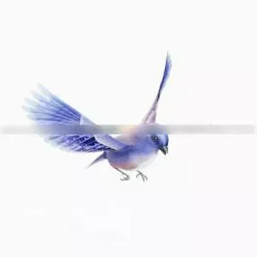 Jay Bird 3d model