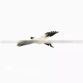 Goose Flying Animal 3d model