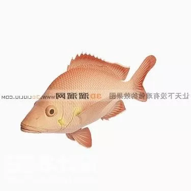 Pike Fish 3d model