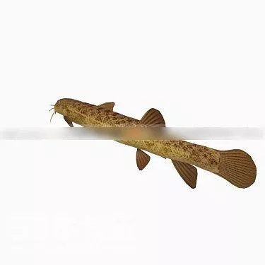 River Fish 3d model