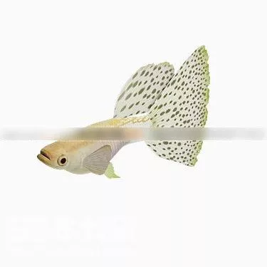 Rectangle Aquarium 3d model