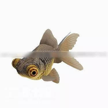 Animated African Cichlid Fish 3d model