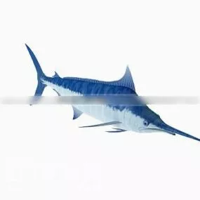 Swordfish 3d model