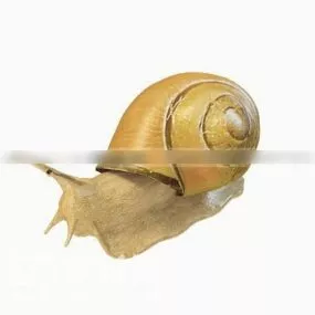 Wild Snail Garden Animal 3d model