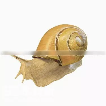 Snail Robot 3d model