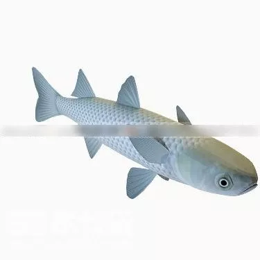 Betta Fish 3d model