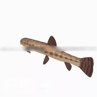 Loach Fish V1 3d model Loach Fish V1 3d model