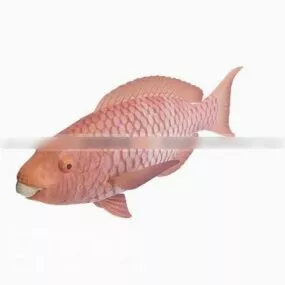 Tab Tim Fish 3d model