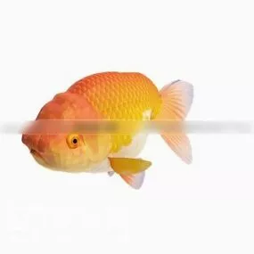 Yellow Goldfish V1 3d model