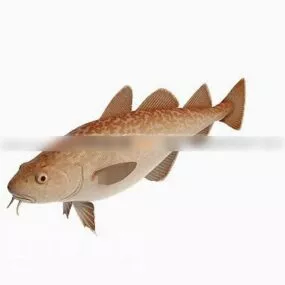Wild Sea Fish 3d model